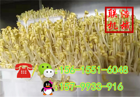 河池多功能豆芽机|大型豆芽机多少钱一台|生豆芽机哪个牌子好