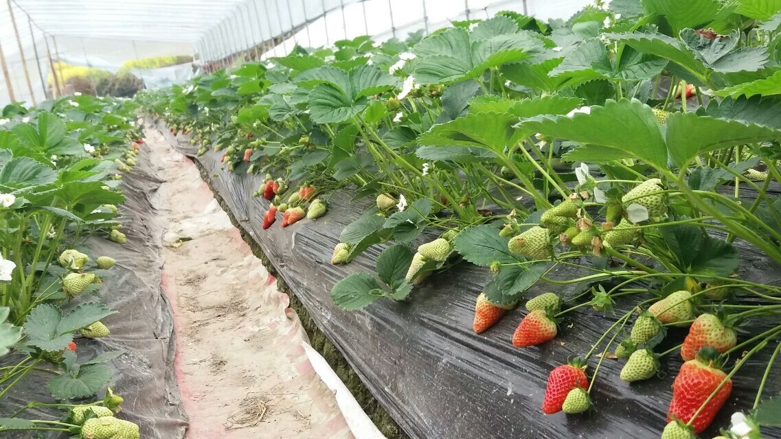 红颜草莓苗 章姬草莓苗 森研99牛奶系列草莓苗