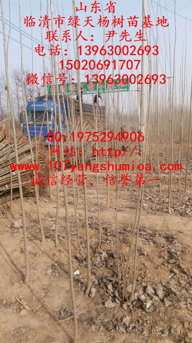 最新杨树苗种植管理技术讲解