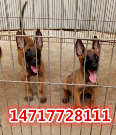 新疆乌鲁木齐马犬大型v基地基地,东方马犬犬舍百合香水种球图片