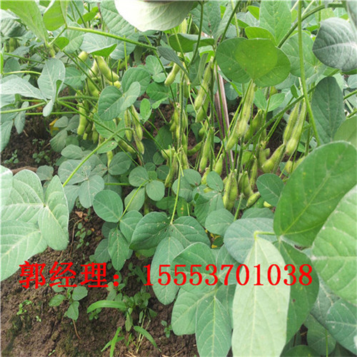 剥毛豆机价格 自动剥毛豆机 毛豆采摘机器