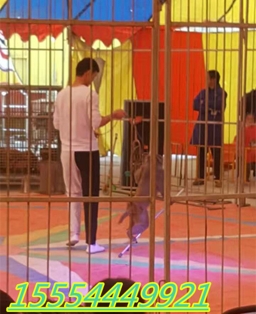 广西省百色市百鸟展出租新闻