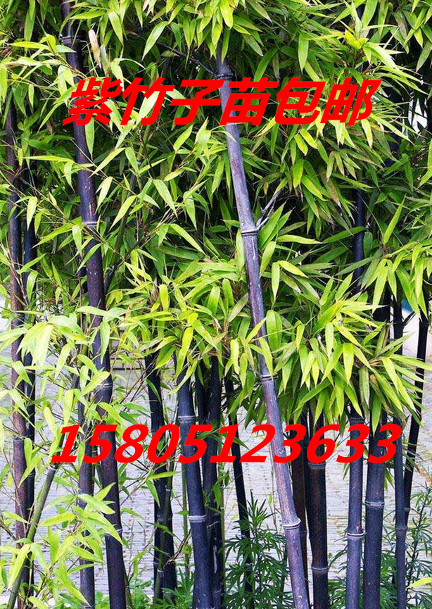 哪里有黑竹子苗出售!