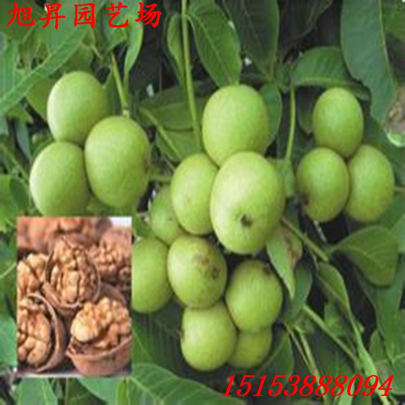 静安区2017年元丰核桃苗种植管理
