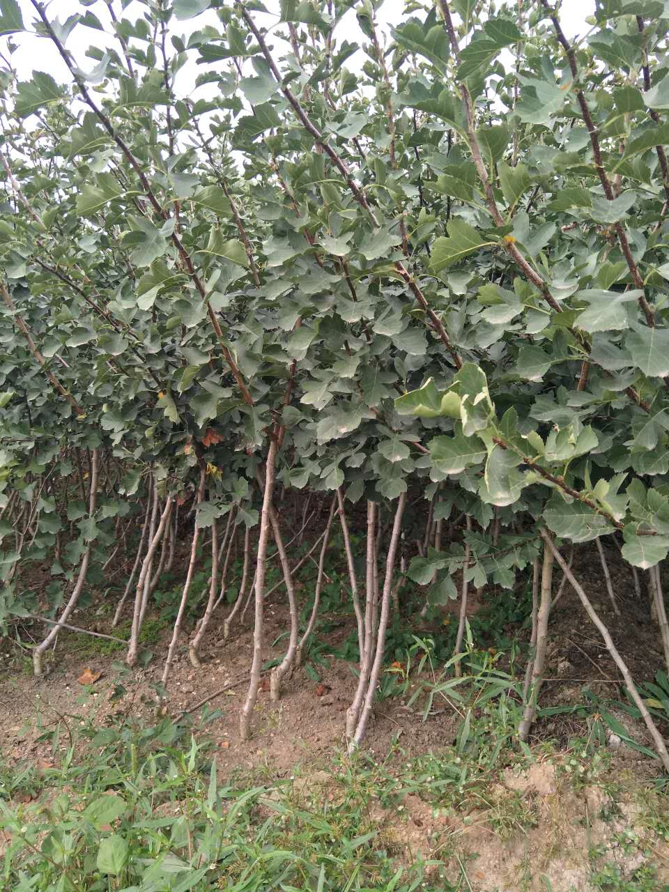 甜红子山楂苗