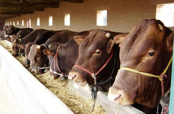 >> 文章內容 >> 肉牛飼養技術 肉牛養殖技術問:肉牛養殖技術答:肉用牛