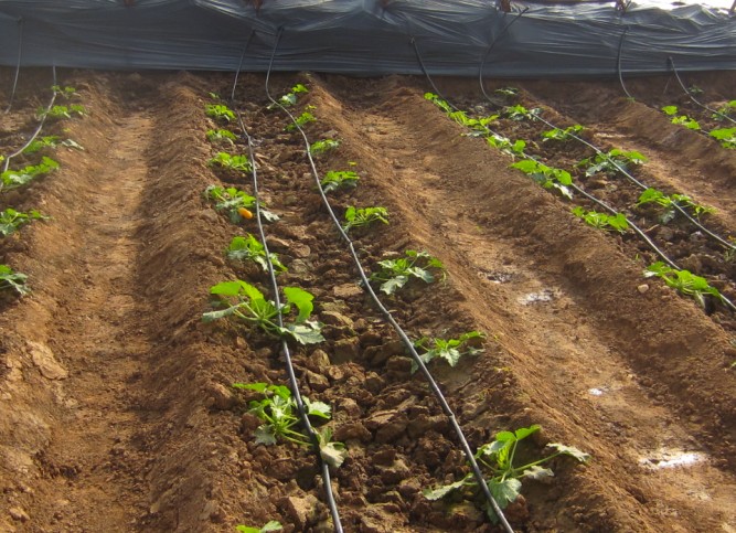 河北蔬菜滴灌管