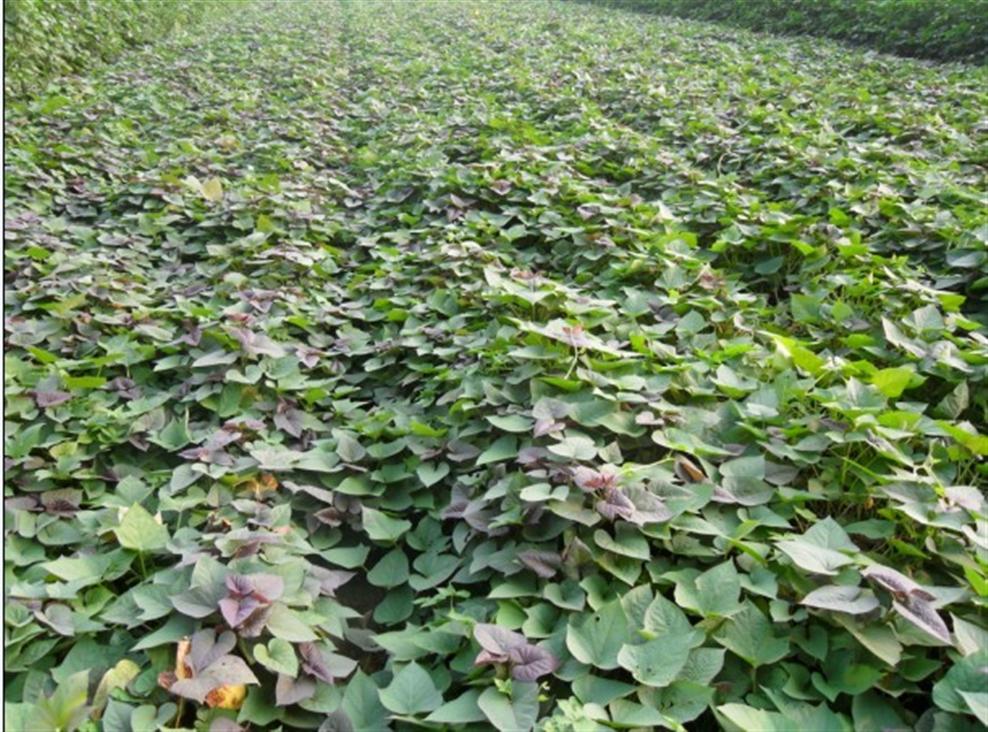 甘肅基地紅薯苗價格 北京農科院紫羅蘭紫薯苗批發 紅薯是高產穩產的