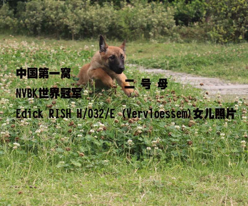 进口马犬一代出售,世界冠军马犬,纯种马犬,血统马犬价格,怎样选马犬