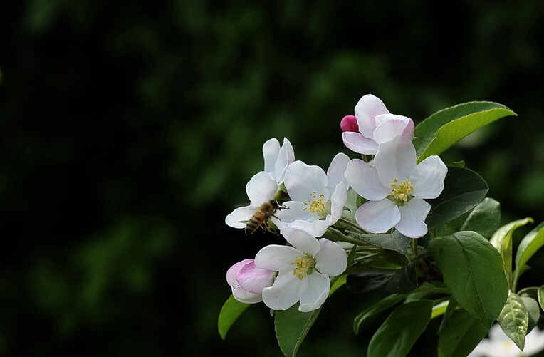 ڸˮذصı,ɽҰƻ