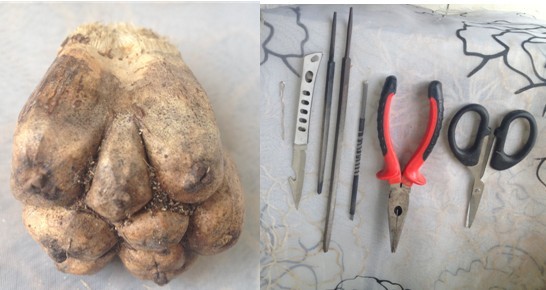 浙江供应滴血莲花批发价格