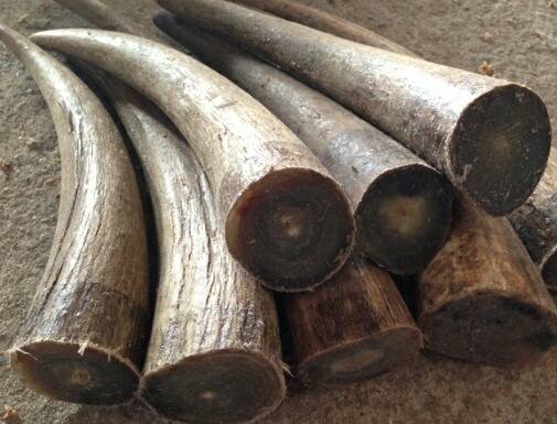 乌干达牛角进口报关公司