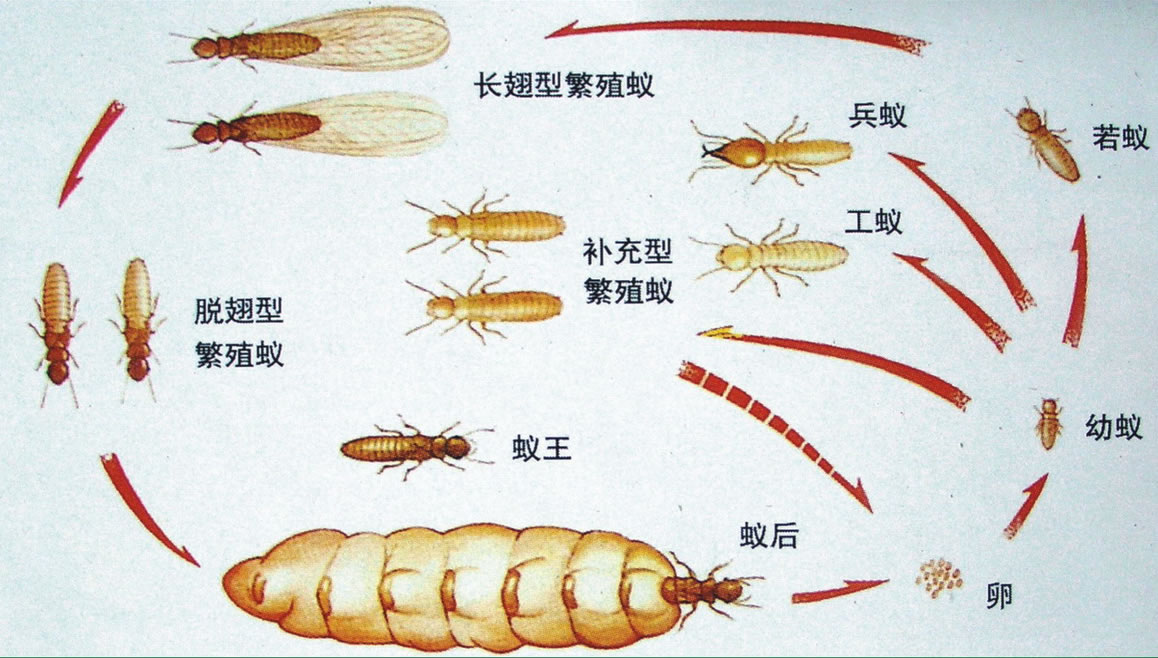 白蟻防治藥物