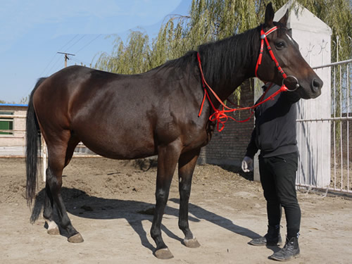 咸宁骑乘马多少钱一匹价格-中国机电网