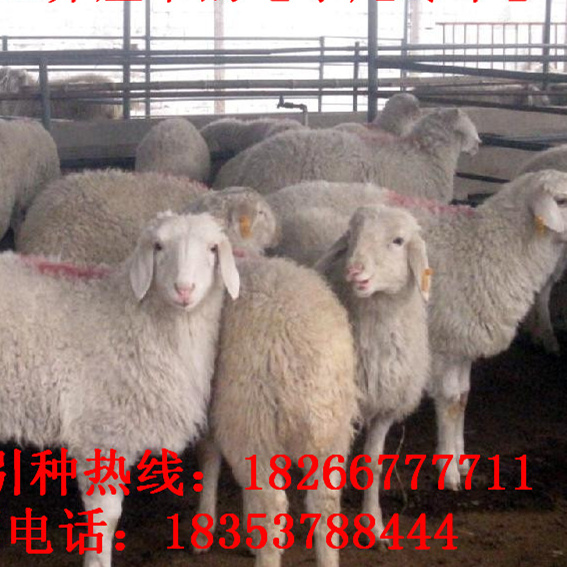 怎么样挑选小的奶山羊 20150310182213591359.jpg