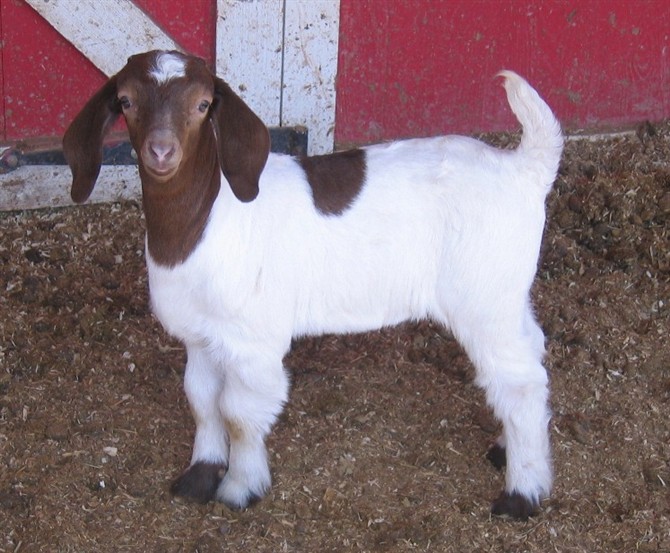 波尔山羊现在什么价格