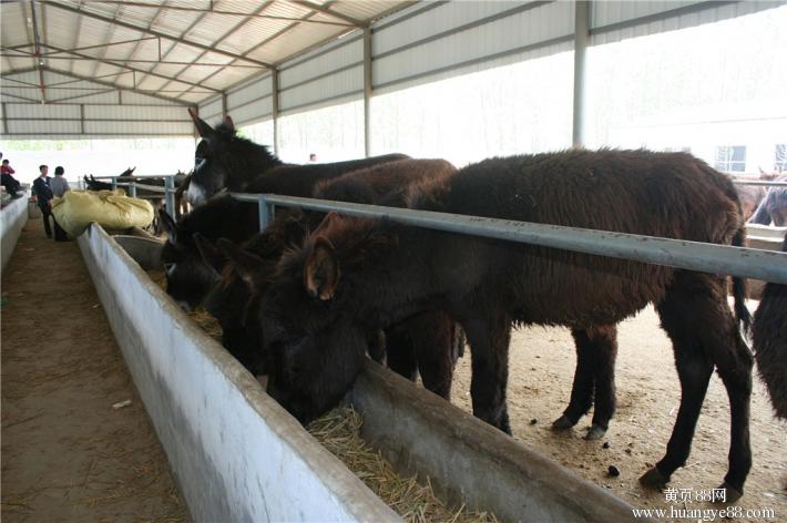 etryu肉驴德州肉驴价格vcwfwff阉驴肥育.gfj