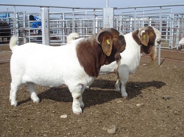 出售进口多年生牧草种子 牧草之王紫花苜蓿种子 ,美国菊苣高产种子8