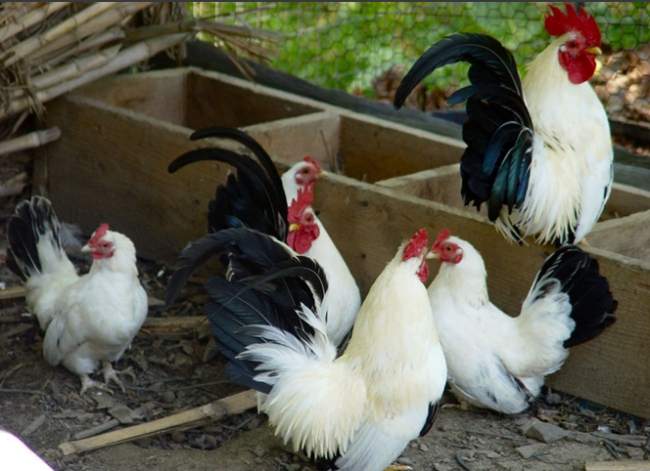 地址:山东济宁嘉祥珍禽养殖场