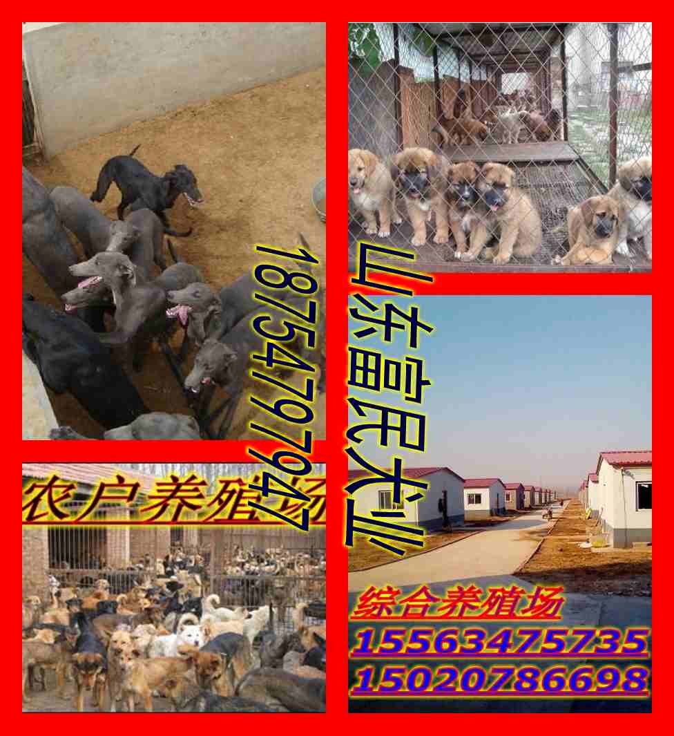 中国大型肉狗养殖基地