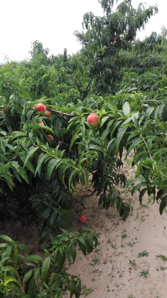 河北毛桃价格毛桃批发价格北京八号毛桃