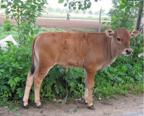 广西小牛犊价格