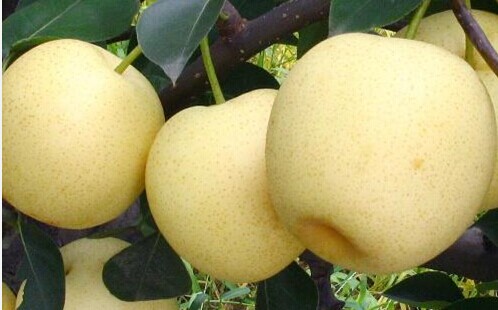 陕西大荔夕阳红梨批发价格红香酥梨批发价格 相关资源