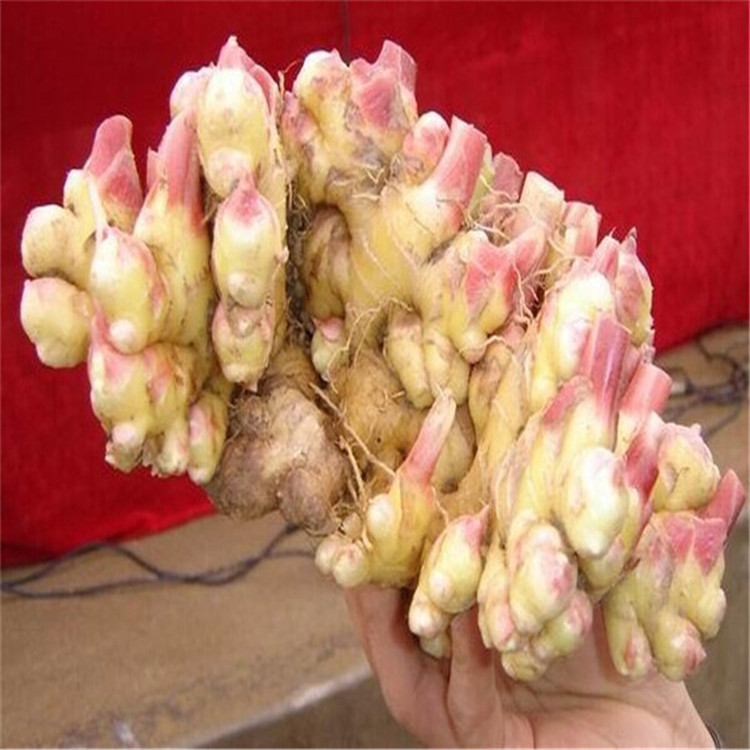 大姜种子山东大姜种子大姜种子价格