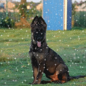 300_300gif 动态图 动图