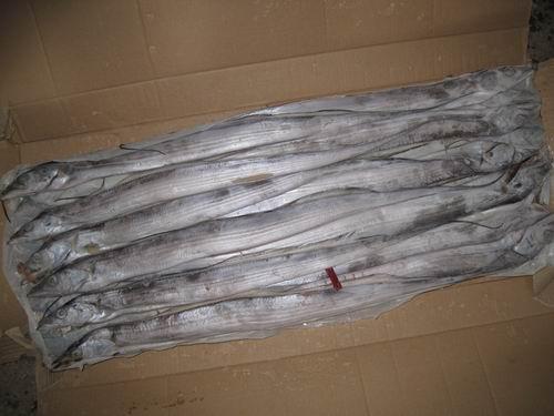 温州带鱼进口清关