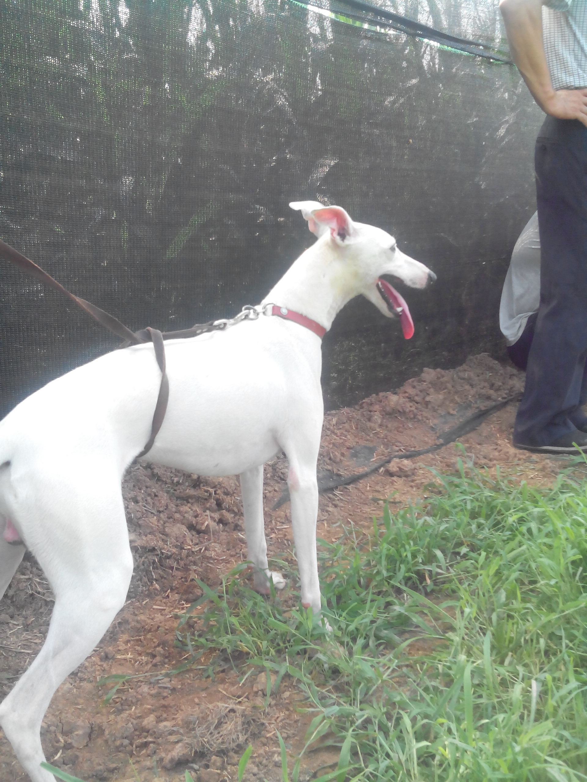 通州市哪里有卖纯种惠比特的全活惠比特去哪里买