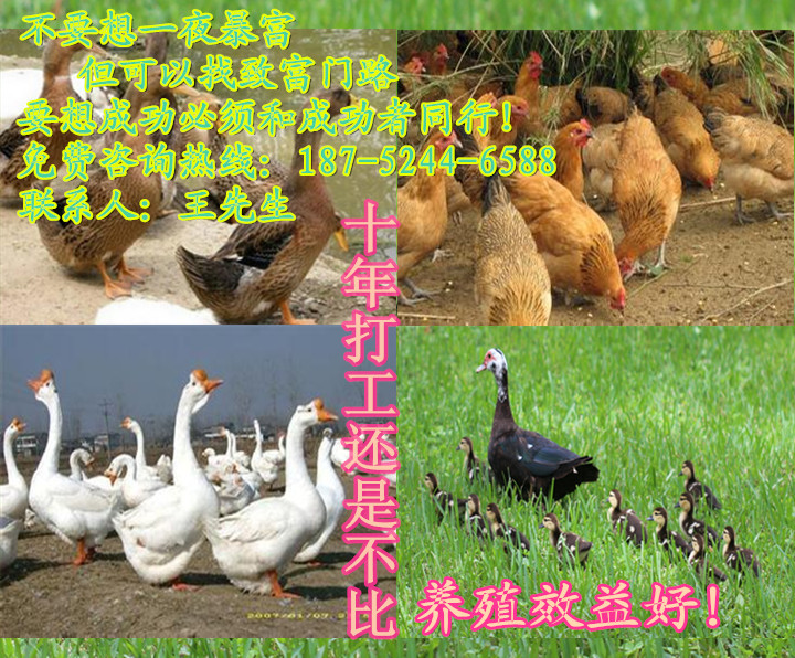 养鸭1000只利润和成本需要多大场地 养鸭1000只利润和成本需要多大场地为什么要放收谙机