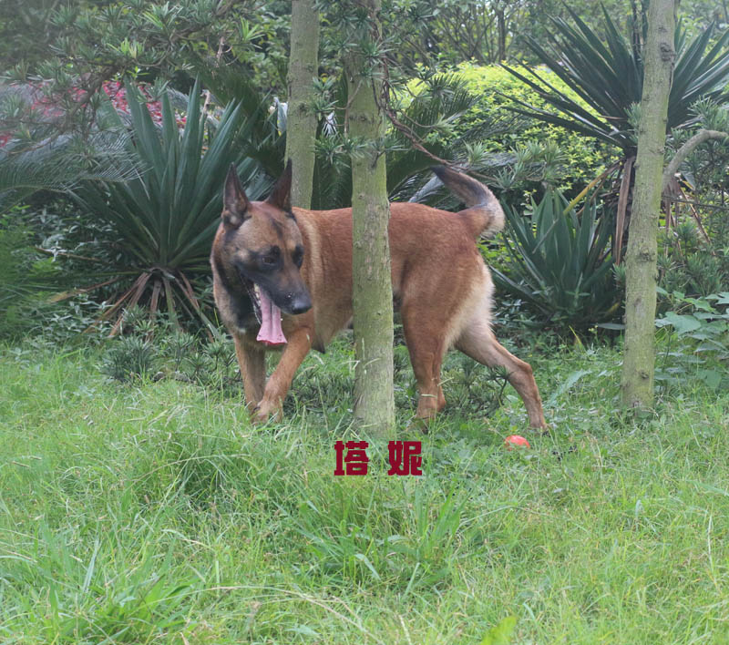 大体荷系马犬出售,喜欢小狗有价格进来带照片!