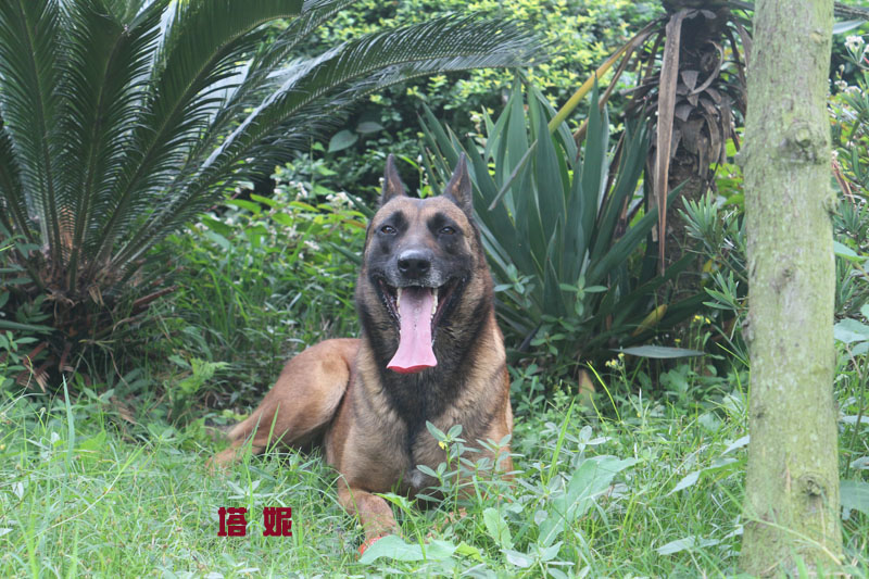 大体荷系马犬出售,喜欢小狗有价格进来带照片!