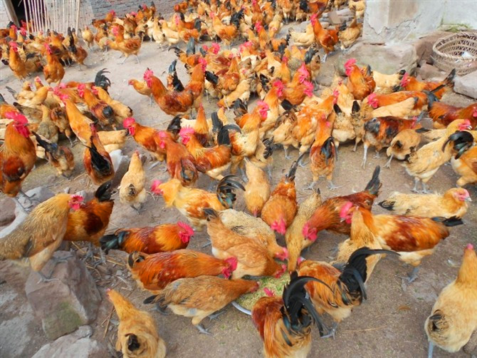 土鸡土鸡苗土鸡价格土鸡交易土鸡养殖土鸡销售土鸡蛋