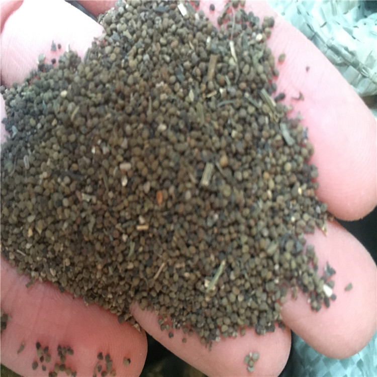 优质川乌种子怎么卖