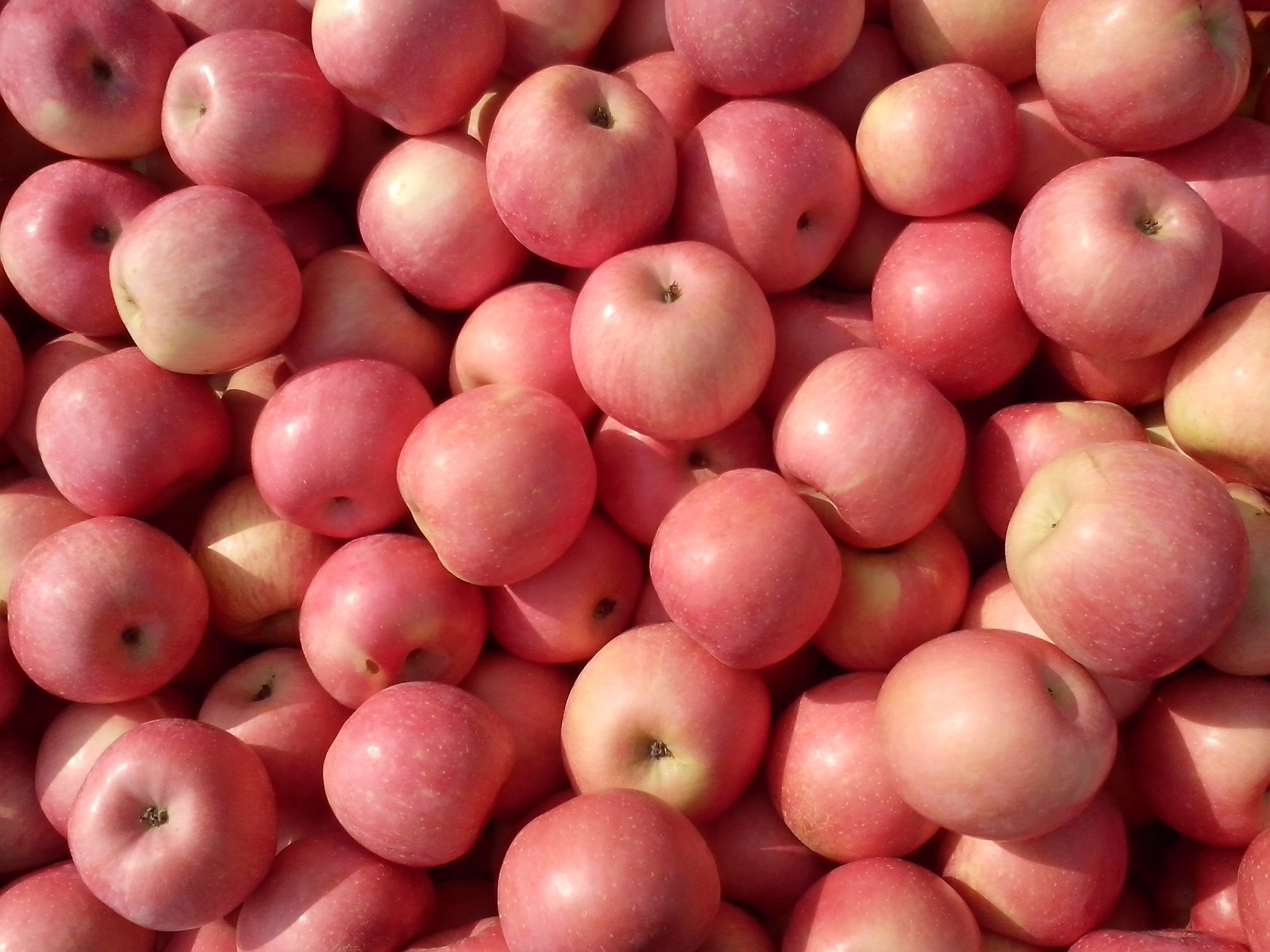 山东红富士苹果今日价格0.