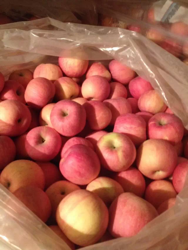 纸袋红富士苹果今日价格