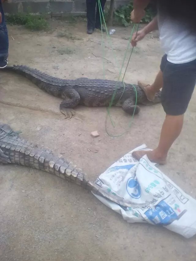 貴州鱷魚養殖場出售鱷魚苗活體鱷魚鱷魚油價格【出示證件】