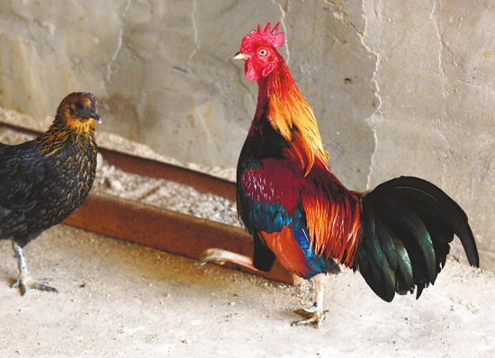 河南厂家金秋促销茶花鸡大放价