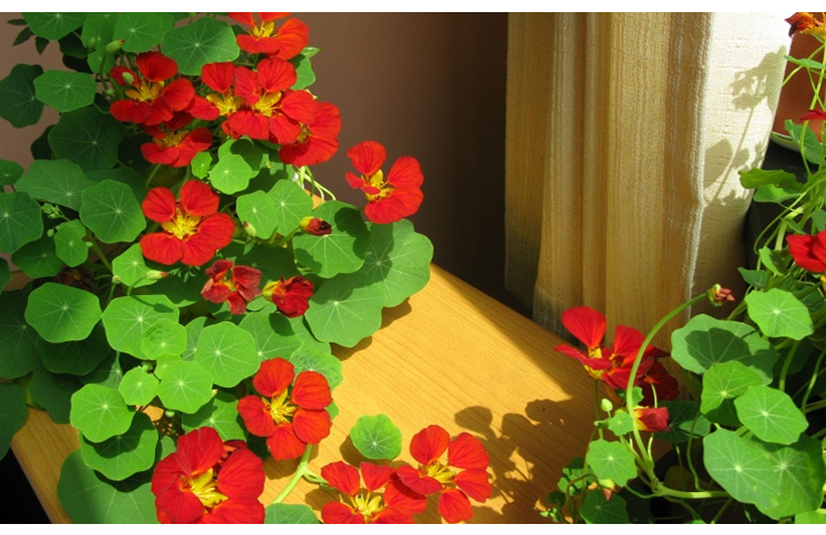 旱金莲种子价格