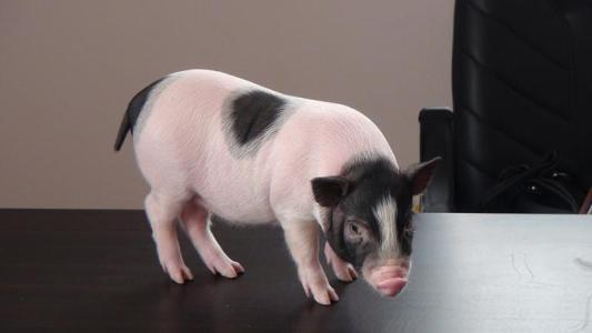 人与巴马香猪无细胞真皮移植效果的比较