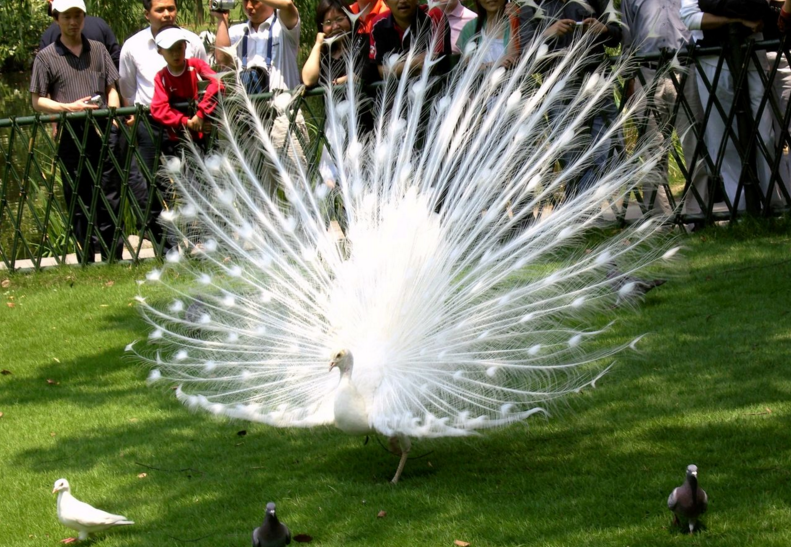 暖場活動百鳥展資源出租正規百鳥園主題展方案報價