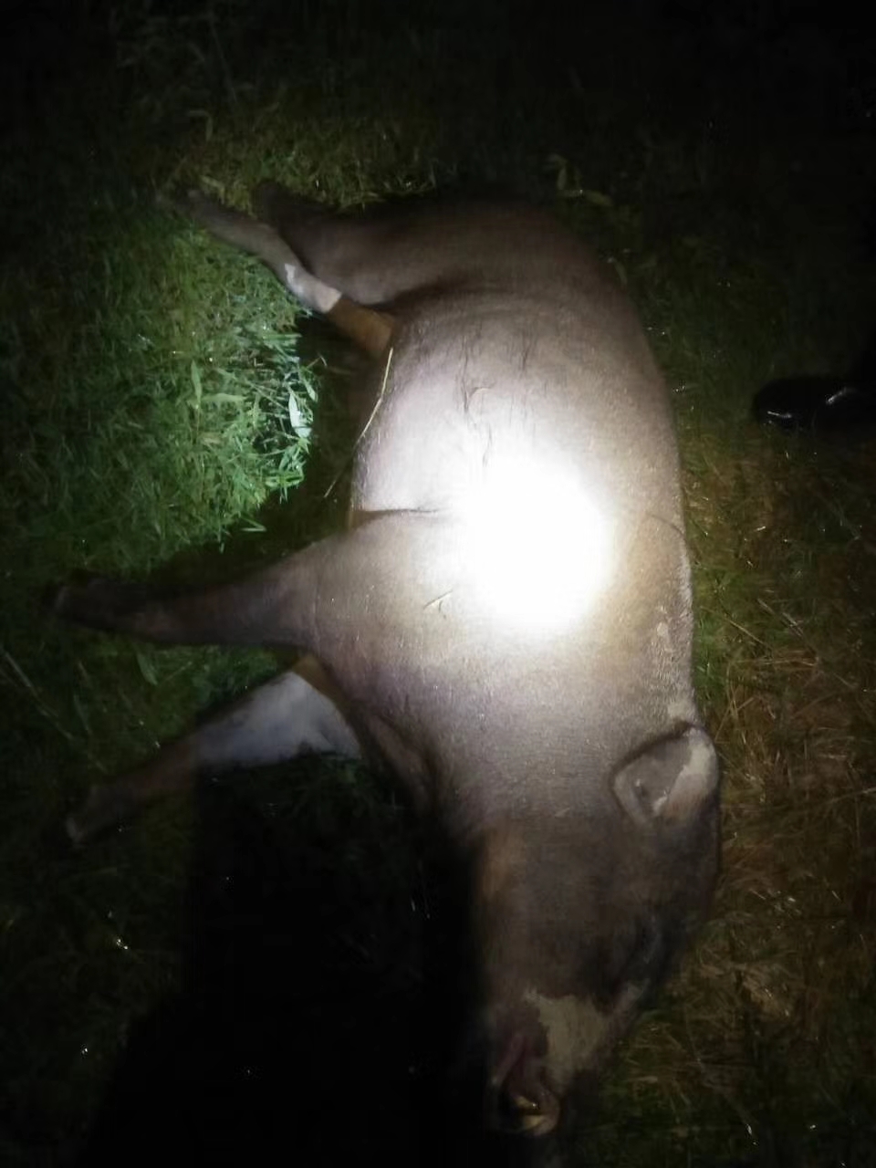 辽阳野猪捕捉器多少钱