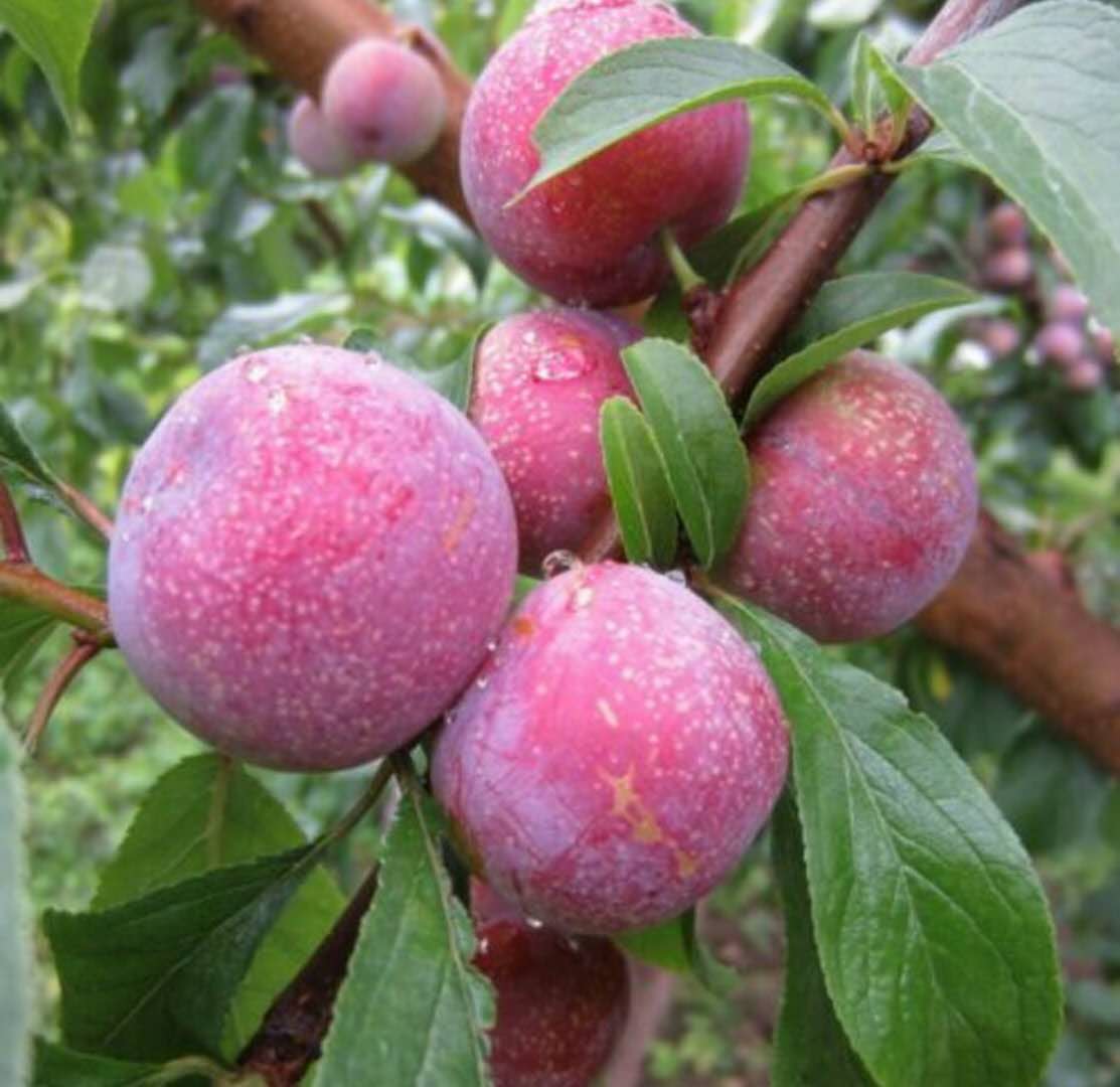 秋姬李子苗价格多少钱一棵