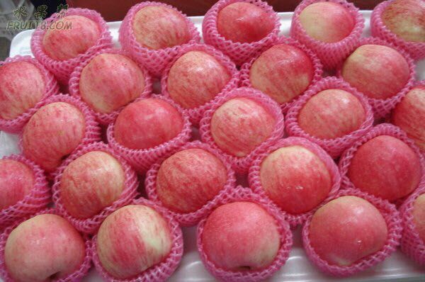 烟台栖霞苹果质优价廉准时交货