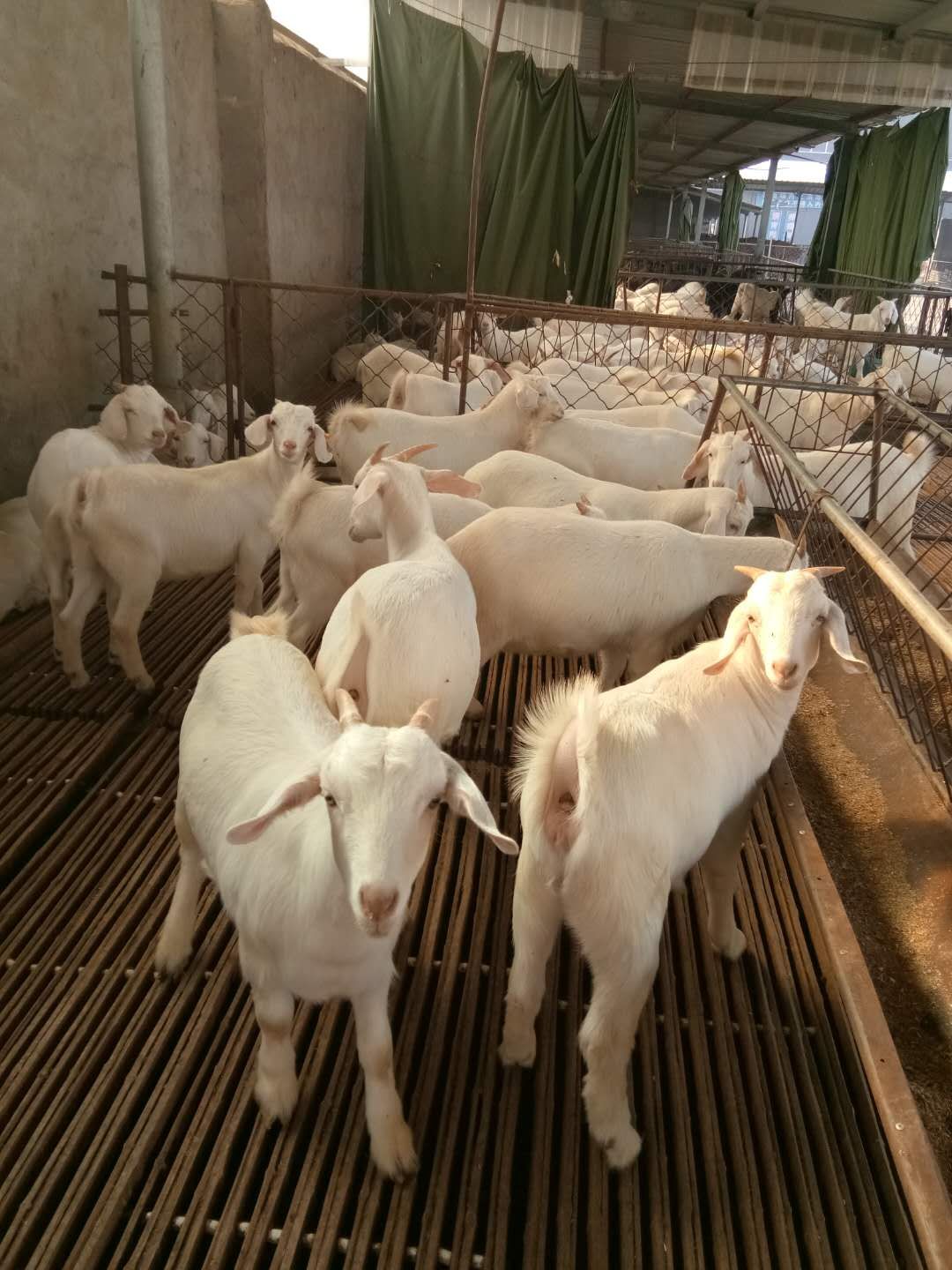 陕西哪里有白山羊养殖场