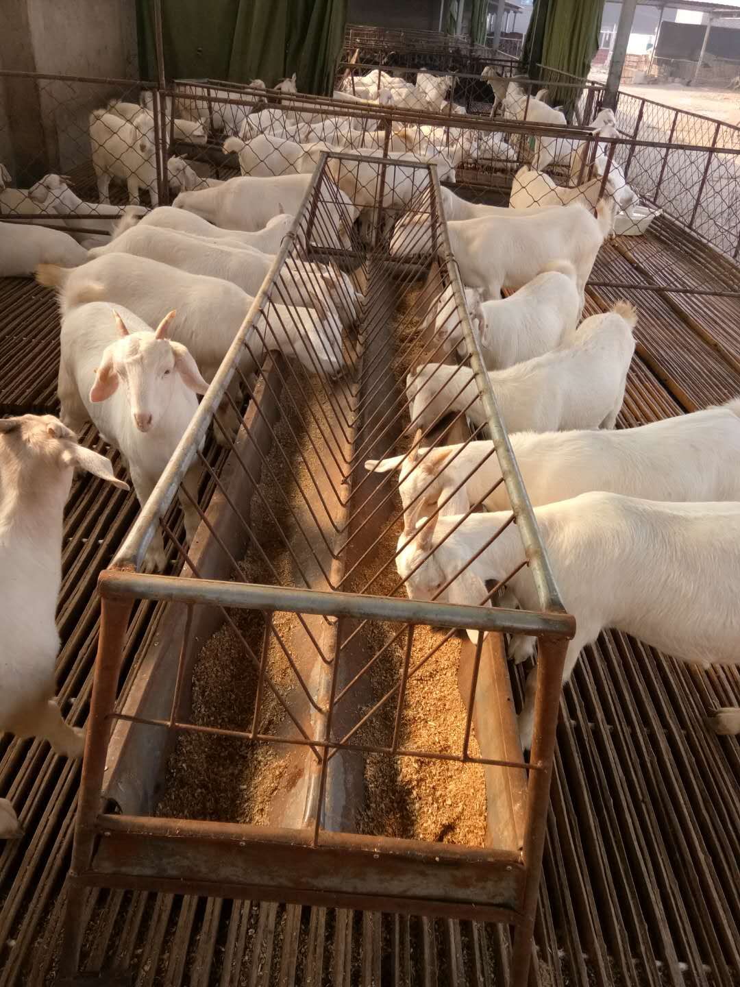 山西哪里有白山羊养殖场