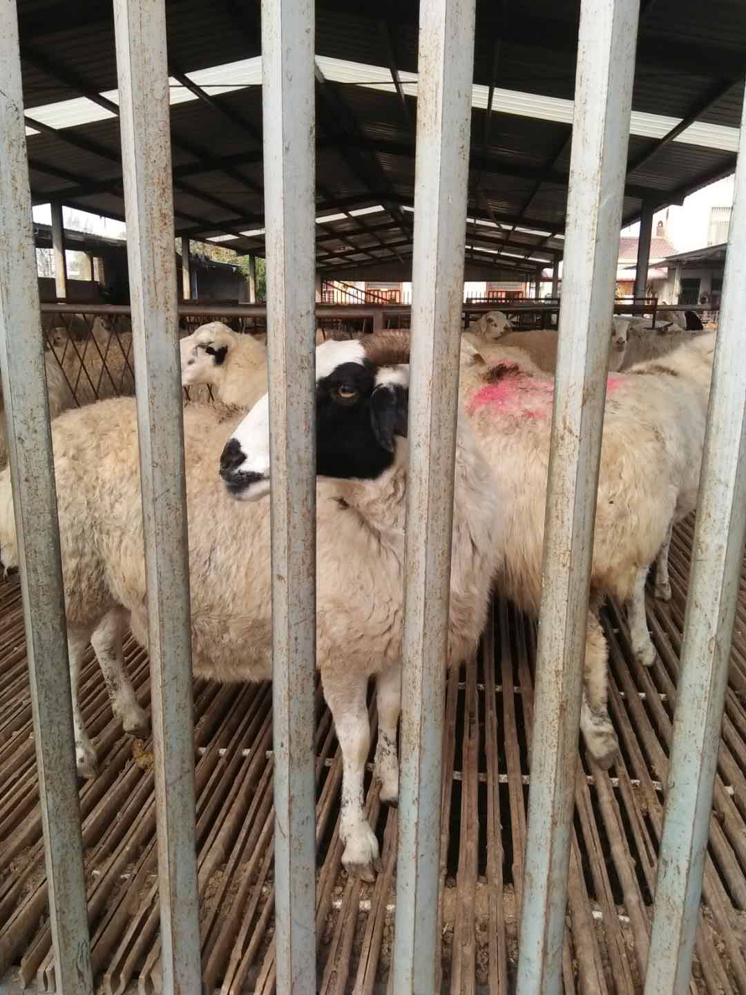 宁夏哪里有杜寒杂交羊养殖场,多少只给运输