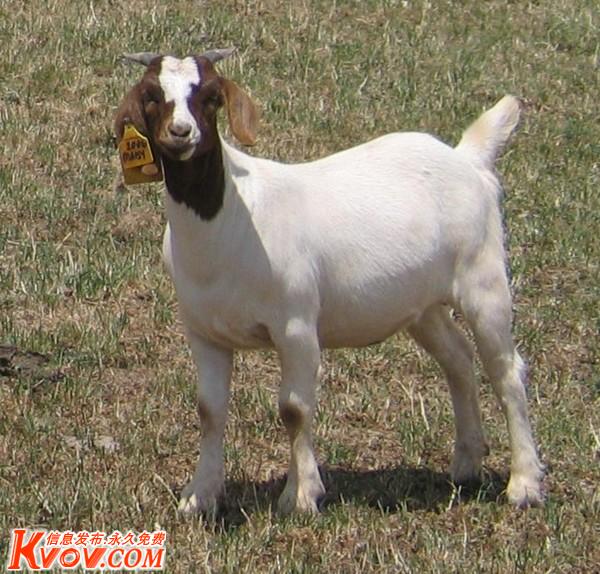 波尔山羊养殖技术(免费培训)